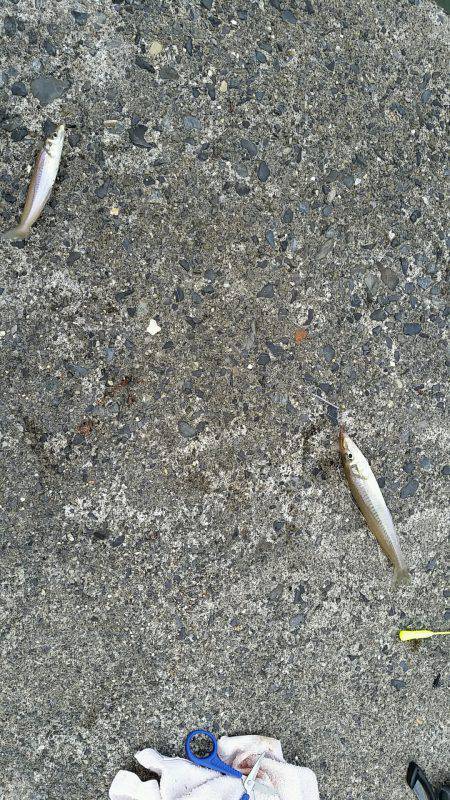 早朝からキス狙い。やや渋めも25cmゲット。