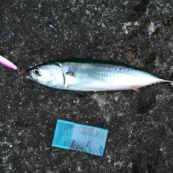 ＬＳＧでタチウオ