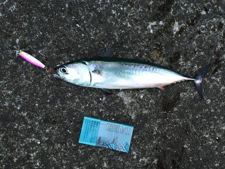 ＬＳＧでタチウオ