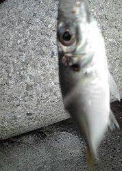 ジグサビキのちワインド！