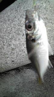 ジグサビキのちワインド！