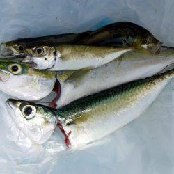 アジング祭りや～！まさかのツバス確保（驚）