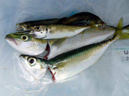 アジング祭りや～！まさかのツバス確保（驚）