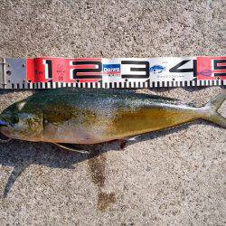 沼島のショアジギングでエソ&シイラ