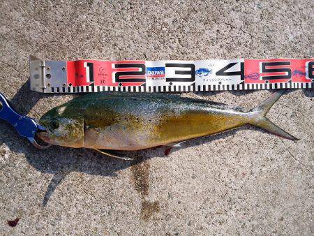 沼島のショアジギングでエソ&シイラ…