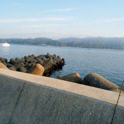 沼島でシイラのトップゲーム