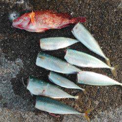 スーパーライトショアジギング