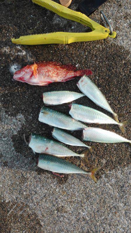 スーパーライトショアジギング