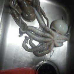 またまたタコ釣り今年最大