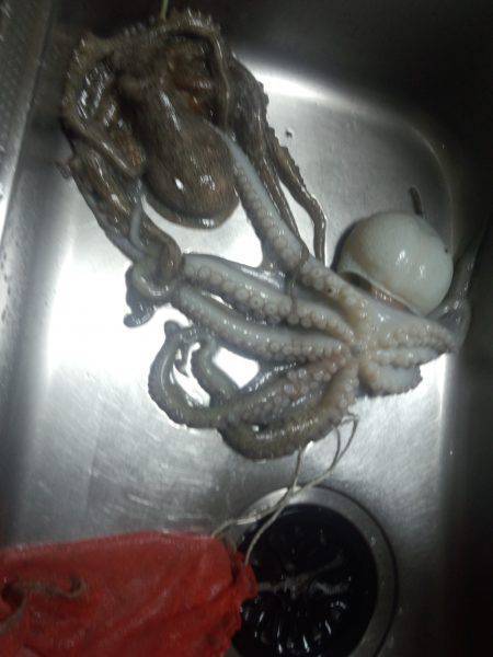 またまたタコ釣り今年最大