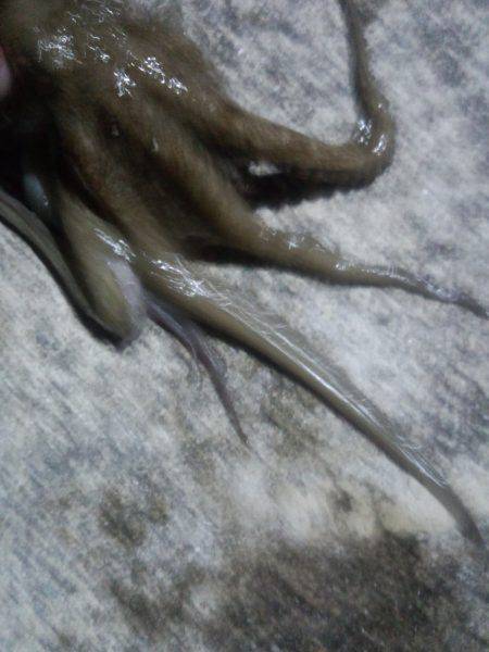 タコ440ｇ釣れた