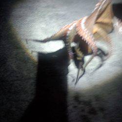 久しぶりのタコ　１匹