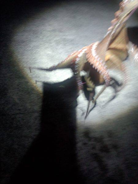 久しぶりのタコ　１匹