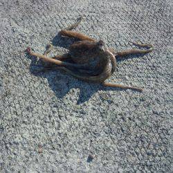 久しぶりのタコ２匹