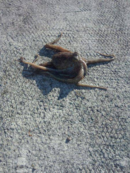 久しぶりのタコ２匹