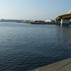 アジングタックルでタコ！？