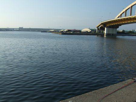 アジングタックルでタコ！？