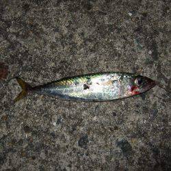 ワインドで小サバ