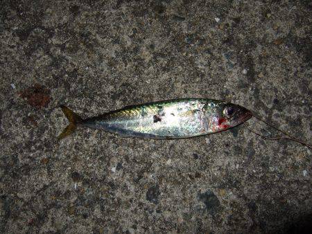 ワインドで小サバ