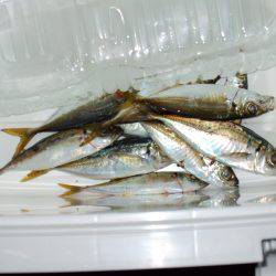 豆アジ成長してます