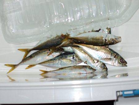 豆アジ成長してます