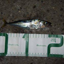 タチウオ不発でも