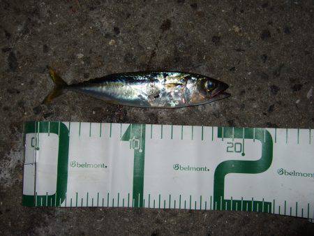 タチウオ不発でも