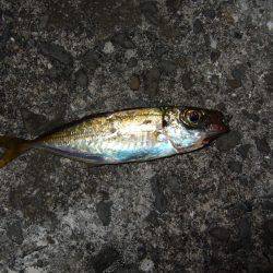 今日は渋かった