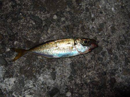 今日は渋かった