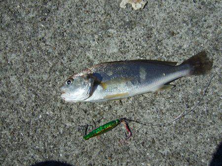 今年初タチウオ＼(^o^)／