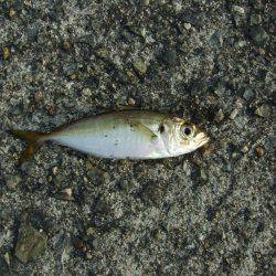 やっとタチウオがやってきた！