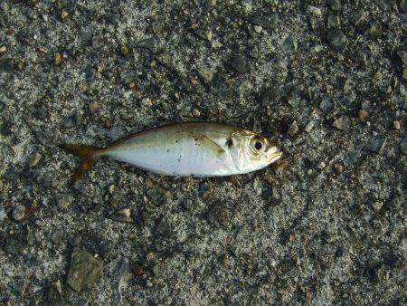 やっとタチウオがやってきた！