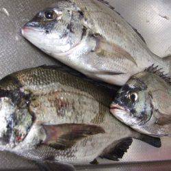 夜釣りでちぬ。