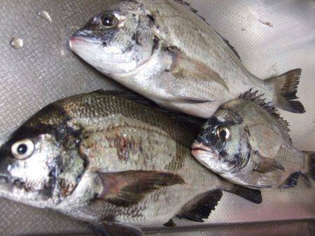 夜釣りでちぬ。