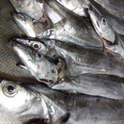 タチウオ、サイズ良くなってきてる気がします!