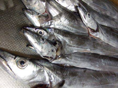 タチウオ、サイズ良くなってきてる気がします…