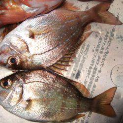 チヌ狙うが…。