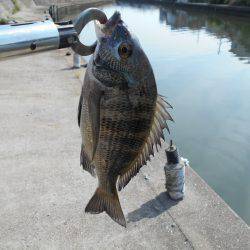 落とし込みで真チヌＧＥＴ