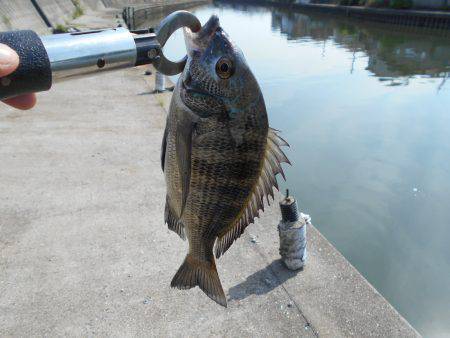 落とし込みで真チヌＧＥＴ