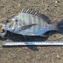 落とし込みで真チヌ３５ｃｍ他計４枚、キビレ４１ｃｍ１枚