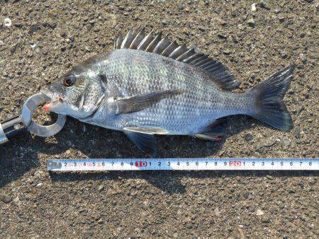 落とし込みで真チヌ３５ｃｍ他計４枚、キビレ４１ｃｍ１枚