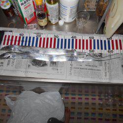 津名の太刀魚調査