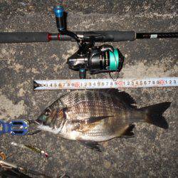 絶好調のテクトロチヌゲーム。