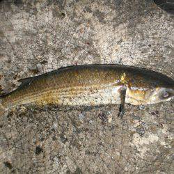 久しぶりの湾奥シーバス♪