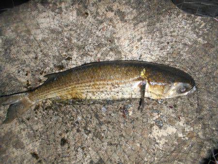 久しぶりの湾奥シーバス♪