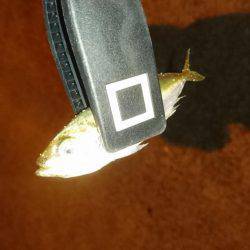 ライトエギング&アジング