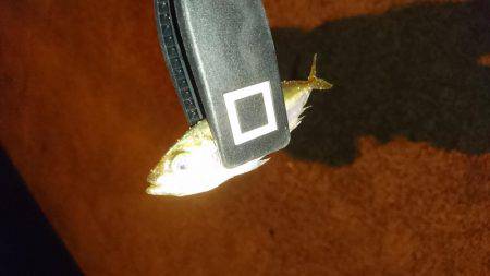 ライトエギング&アジング