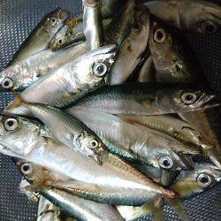 サヨリちゃんはまだエンピツサイズ～～