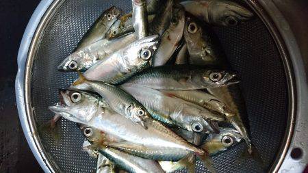 サヨリちゃんはまだエンピツサイズ～～