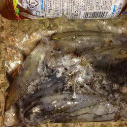 何とか釣れたー!